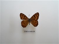 藏品(玉山幽眼蝶)的圖片